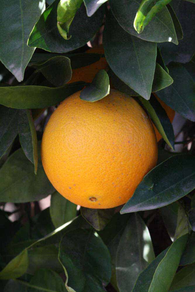              Fruit (Riverside, CA)       